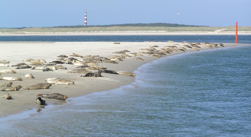 הולום Aphrodite Met Zonnig Terras, Eigen Keuken, Verwarmd Hotel-Zwembad, Nabij Dorp, Duinen En Strand מראה חיצוני תמונה